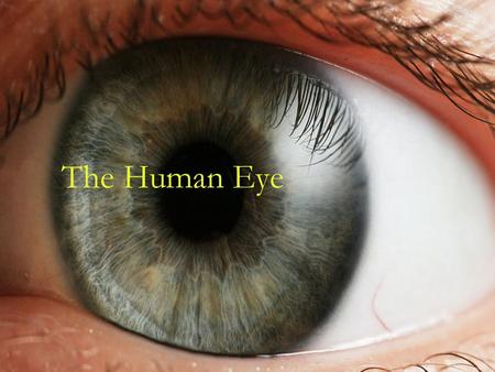 The Human Eye.