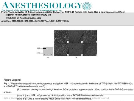 Figure Legend: Inhibition of Neuronal Apoptosis