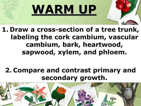 Compare and contrast primary and secondary growth.