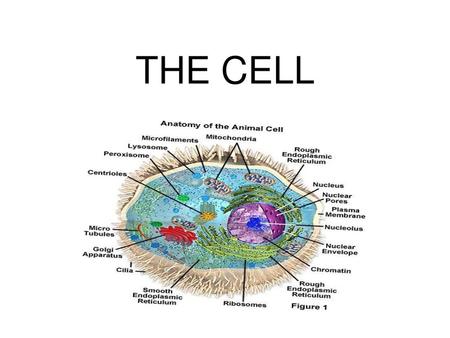 THE CELL.