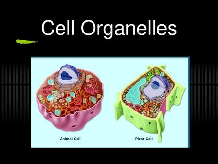 Cell Organelles.