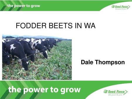 FODDER BEETS IN WA Dale Thompson.