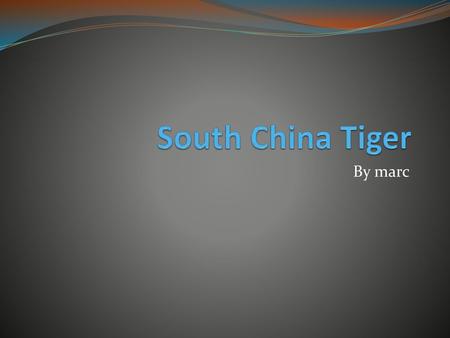 South China Tiger By marc.