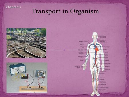 Chapter 11 Transport in Organism.