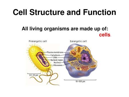 Cell Structure and Function