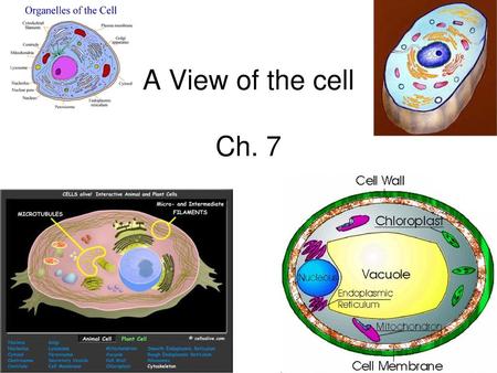 A View of the cell Ch. 7.