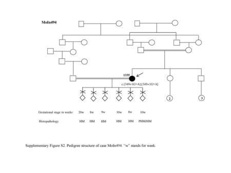 MoIn494 1335 c.[349+1G>A];[349+1G>A] 2 3