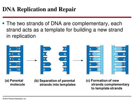 DNA Replication and Repair