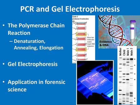 PCR and Gel Electrophoresis