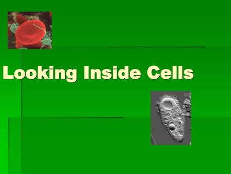 Looking Inside Cells.