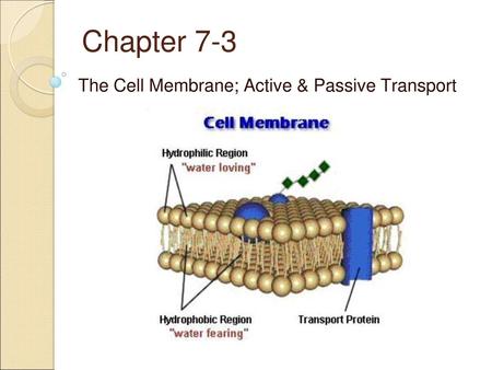 The Cell Membrane; Active & Passive Transport