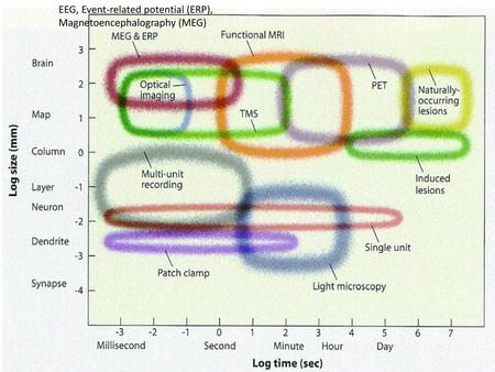 EEG, Event-related potential (ERP), Magnetoencephalography (MEG)