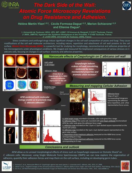 The Dark Side of the Wall: Atomic Force Microscopy Revelations