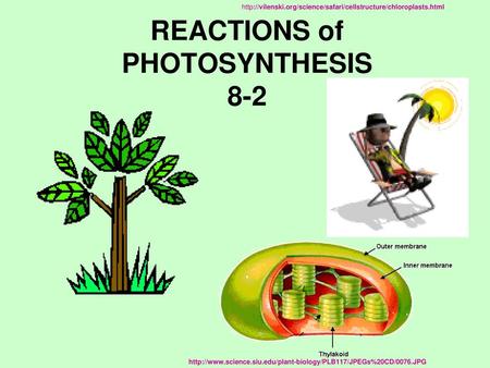 REACTIONS of PHOTOSYNTHESIS 8-2