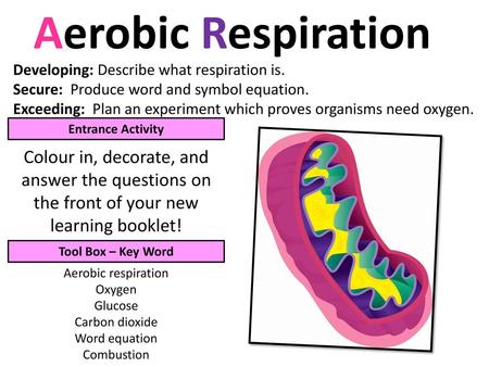 Aerobic Respiration Developing: Describe what respiration is.