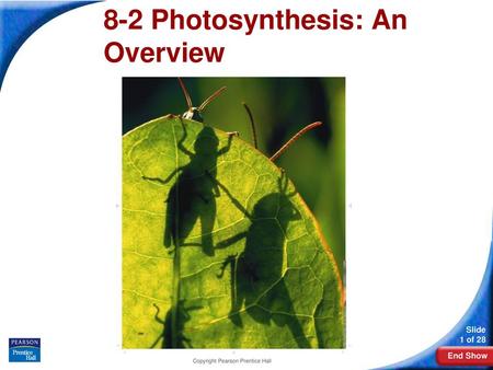 8-2 Photosynthesis: An Overview