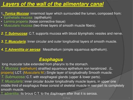 Layers of the wall of the alimentary canal