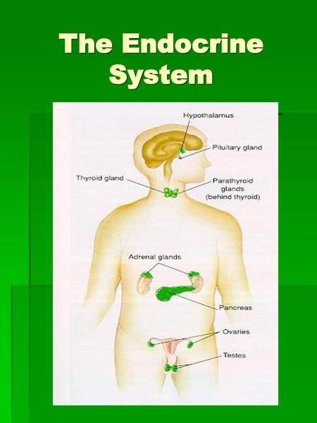 The Endocrine System.