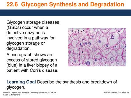 22.6 Glycogen Synthesis and Degradation