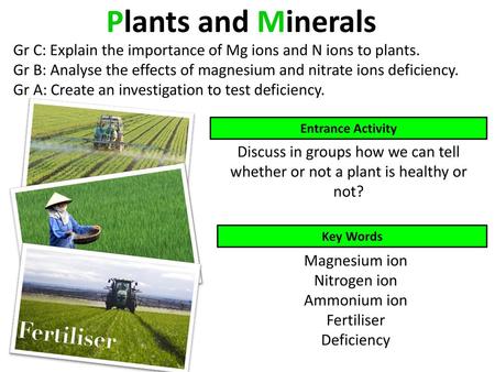 Plants and Minerals Gr C: Explain the importance of Mg ions and N ions to plants. Gr B: Analyse the effects of magnesium and nitrate ions deficiency. Gr.