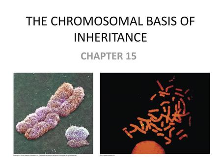 THE CHROMOSOMAL BASIS OF INHERITANCE