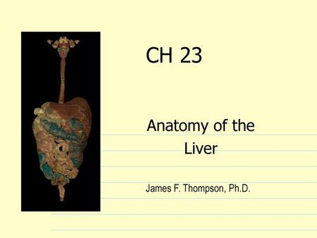 CH 23 Anatomy of the Liver James F. Thompson, Ph.D.