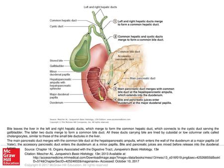 The main pancreatic duct merges with the common bile duct at the hepatopancreatic ampulla, which enters the wall of the duodenum at a major papilla (of.