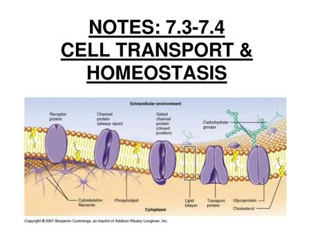 NOTES: CELL TRANSPORT & HOMEOSTASIS