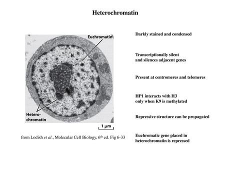 Heterochromatin Darkly stained and condensed Transcriptionally silent