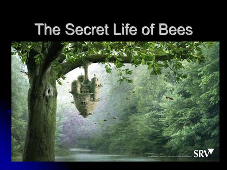 The Secret Life of Bees L.