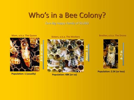 Who’s in a Bee Colony? One Big Happy Family of 50, in or more