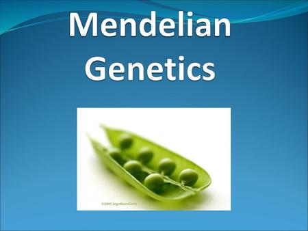 Mendelian Genetics.