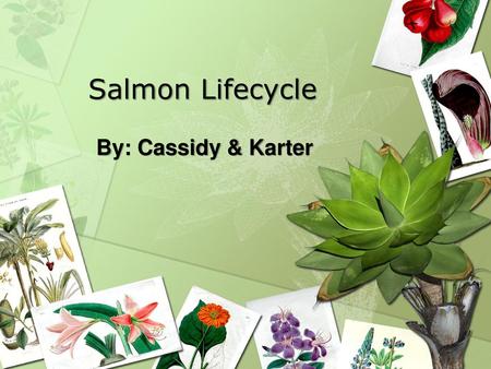 Salmon Lifecycle By: Cassidy & Karter.