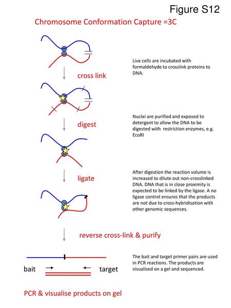 PCR & visualise products on gel