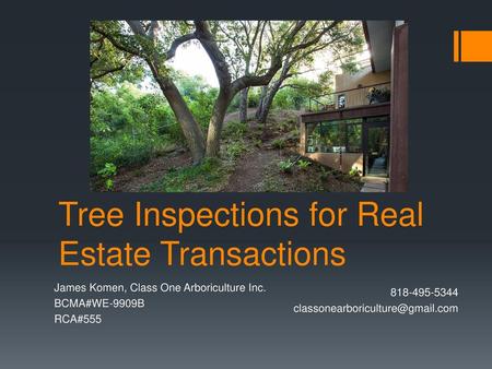 Tree Inspections for Real Estate Transactions