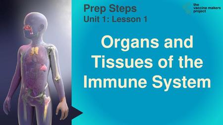 Organs and Tissues of the Immune System