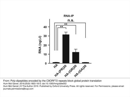 Figure 7. Interaction between C9orf72 dipeptides and ribonucleotides in vivo. The concentration of RNA extracted from immunoprecipitated samples from NSC34.