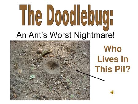 An Ant’s Worst Nightmare!