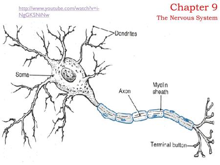 Chapter 9 The Nervous System