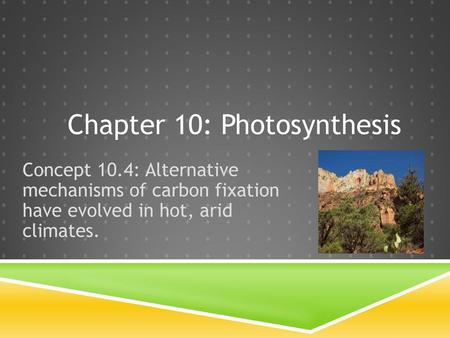 Chapter 10: Photosynthesis