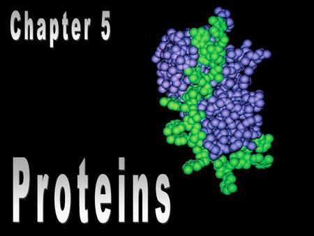 Chapter 5 Proteins.