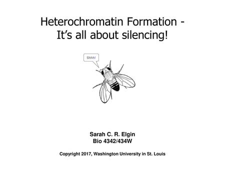 Heterochromatin Formation - It’s all about silencing!