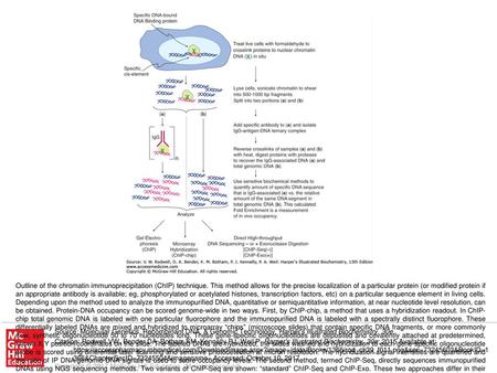 Outline of the chromatin immunoprecipitation (ChIP) technique