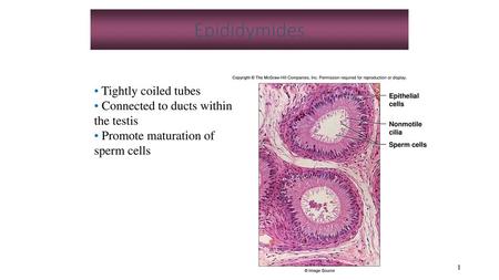 Epididymides Tightly coiled tubes Connected to ducts within the testis