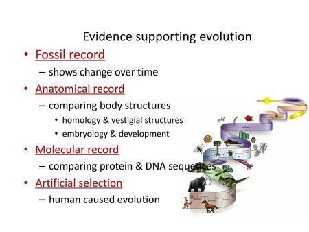 Evidence supporting evolution