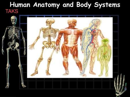 Human Anatomy and Body Systems