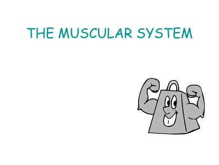 THE MUSCULAR SYSTEM.