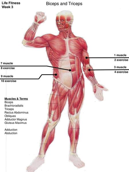 Biceps and Triceps Life Fitness Week 3 1 muscle 2 exercise 7 muscle