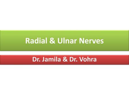 Radial & Ulnar Nerves Dr. Jamila & Dr. Vohra.