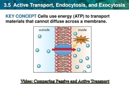 3.5 Active Transport, Endocytosis, and Exocytosis